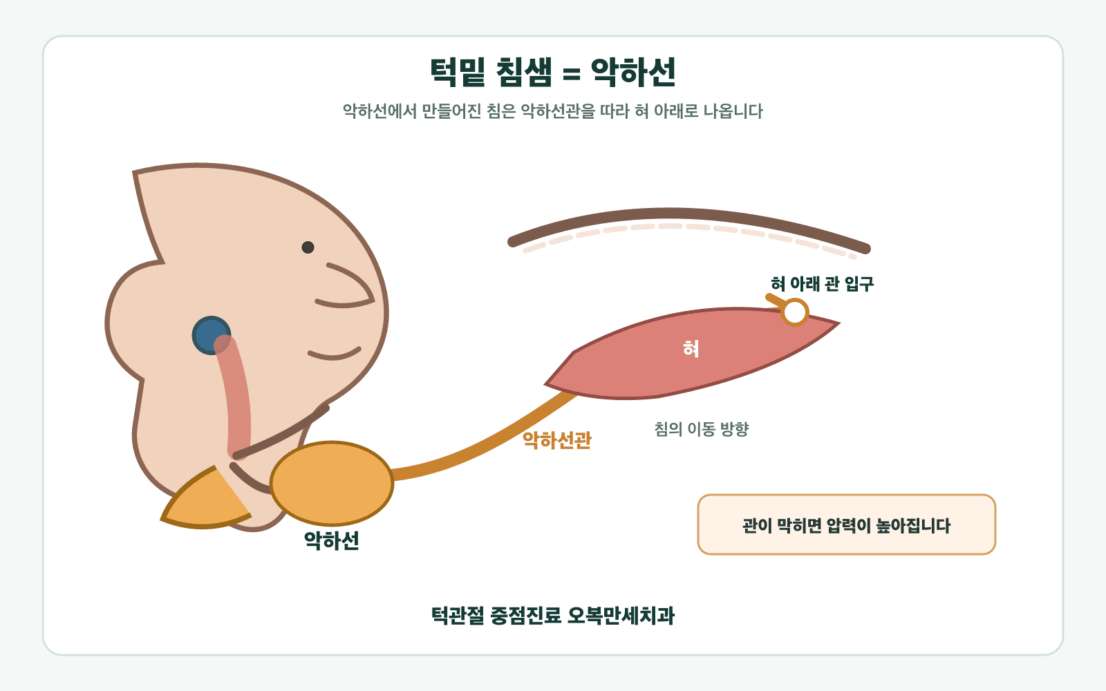 악하선에서 만들어진 침이 악하선관을 따라 혀 아래로 나오는 경로를 보여주는 의료 일러스트